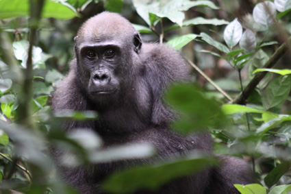 Ein Gorilla im Dzanga-Sangha-Nationalpark
